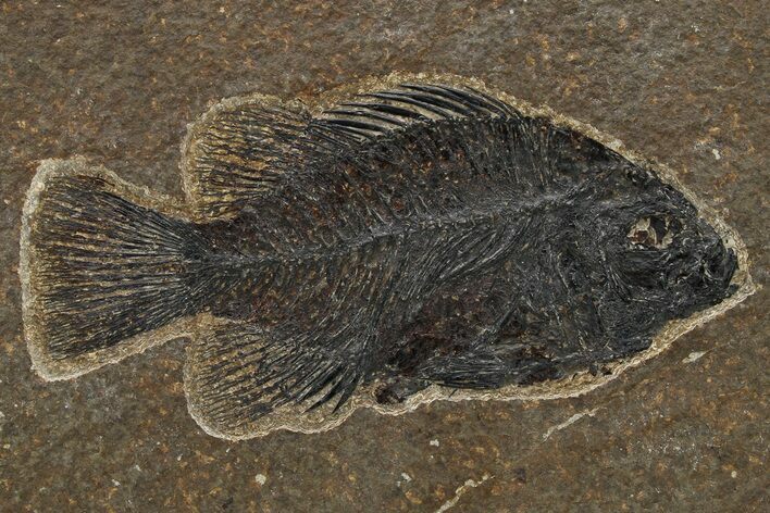 Fossil Fish (Cockerellites) - Wyoming #275189